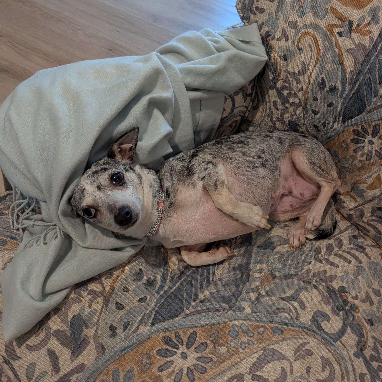 Sienna, an adopted mixed breed in Spring hill, TN image 4/5