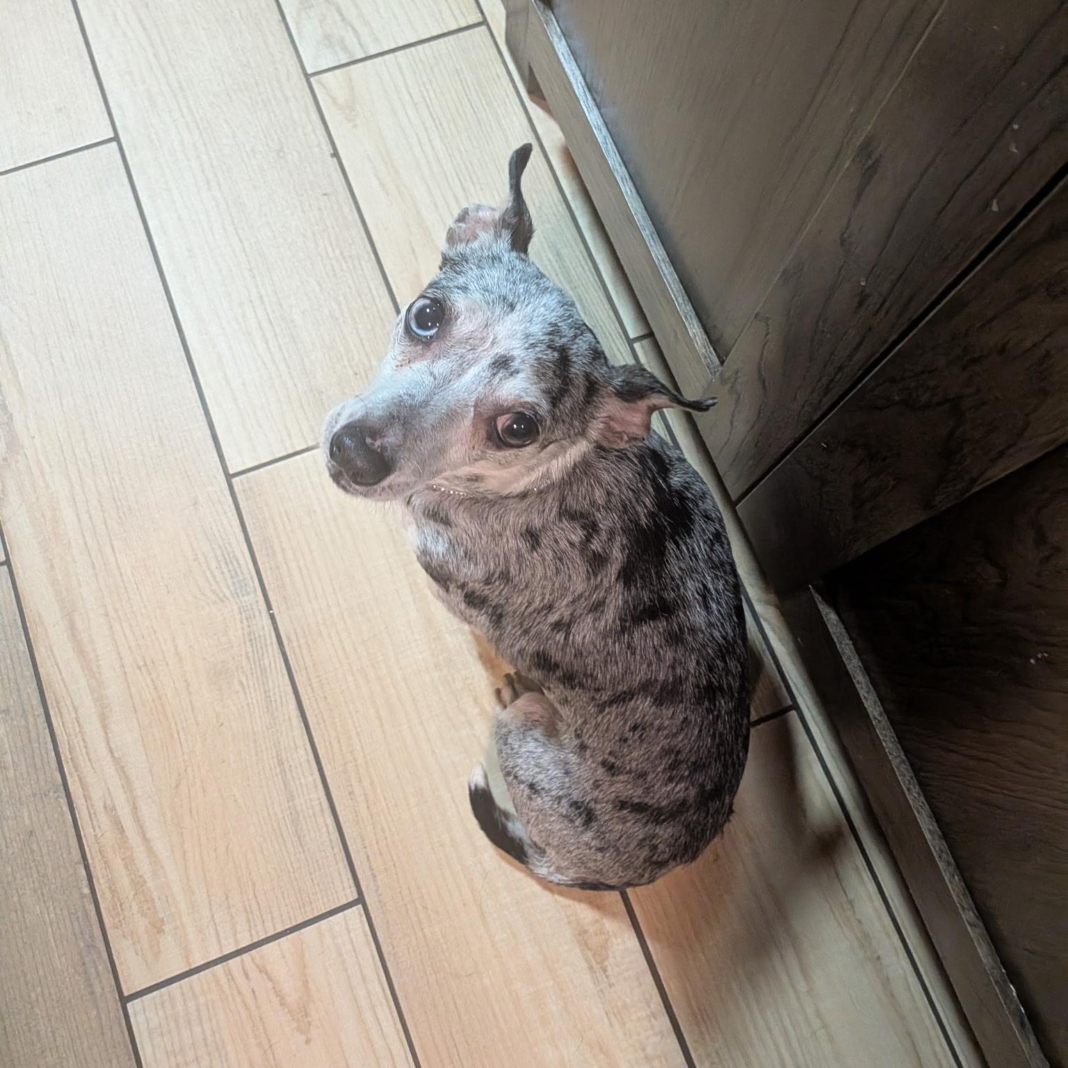 Sienna, an adopted mixed breed in Spring hill, TN image 2/5