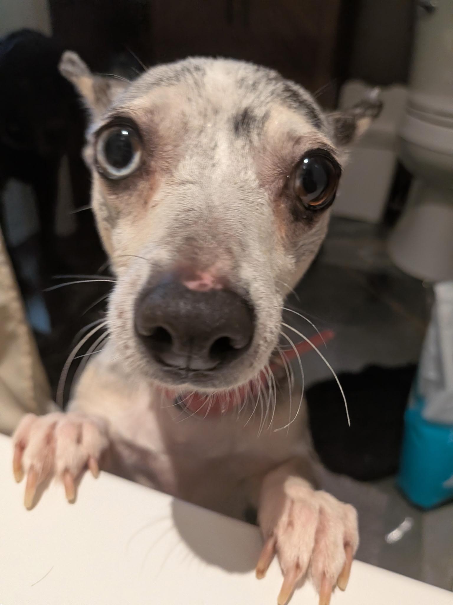 Sienna, an adopted mixed breed in Spring hill, TN image 5/5