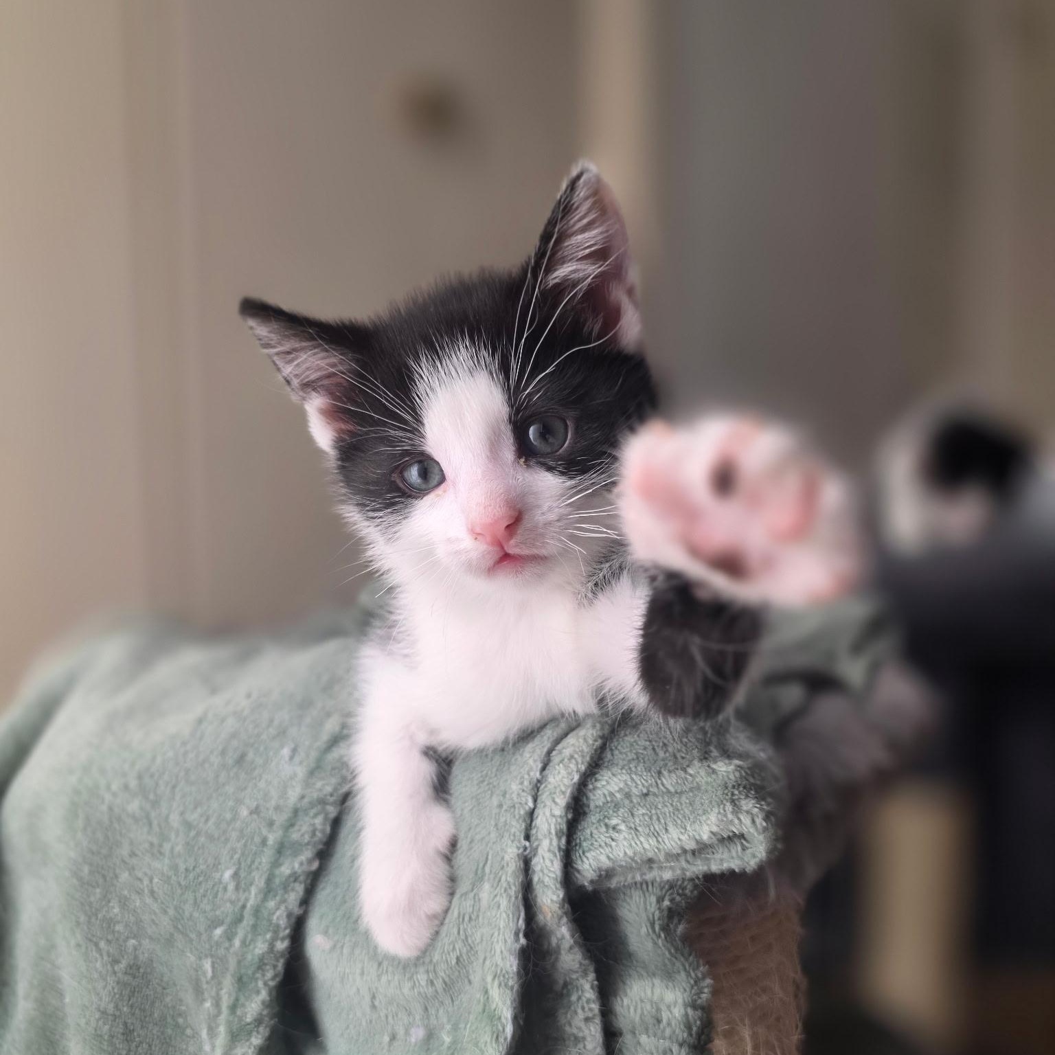 Huckleberry, a ADOPTABLE Domestic Short Hair in Pardeeville, WI image 2/5