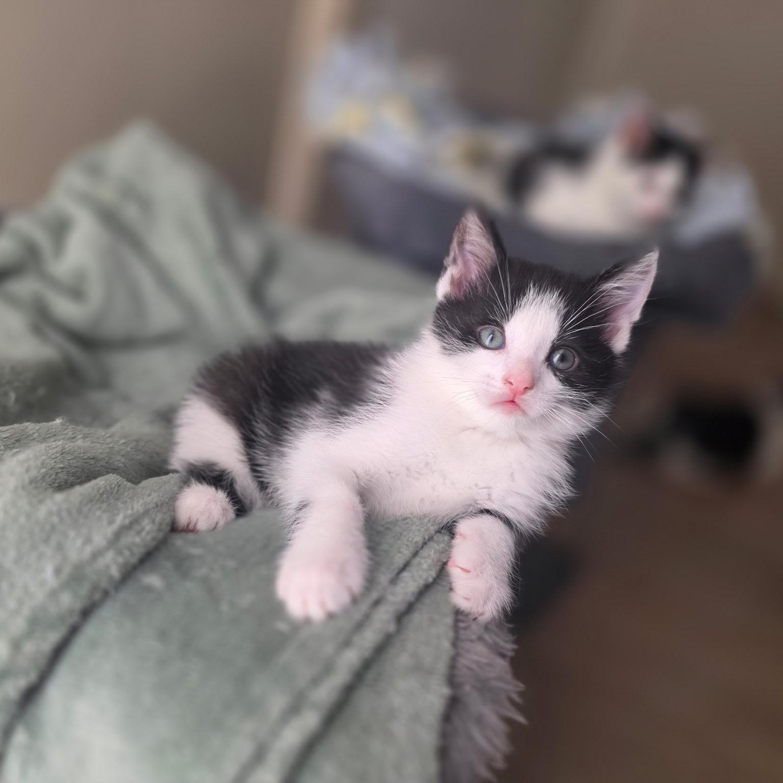 Huckleberry, a ADOPTABLE Domestic Short Hair in Pardeeville, WI image 1/5