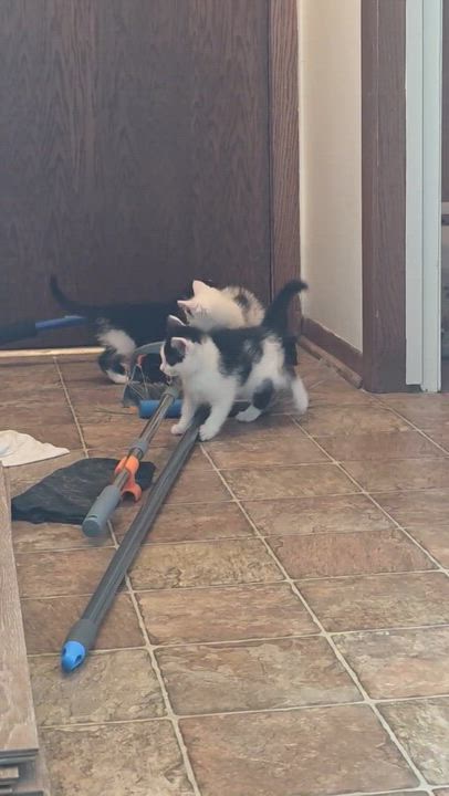 Enlarge Huckleberry, a ADOPTABLE Domestic Short Hair in Pardeeville, WI video 3/5