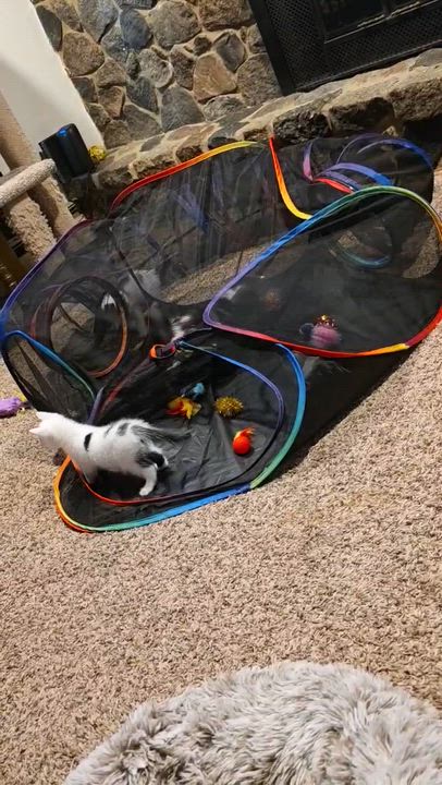 Enlarge Huckleberry, a ADOPTABLE Domestic Short Hair in Pardeeville, WI video 5/5