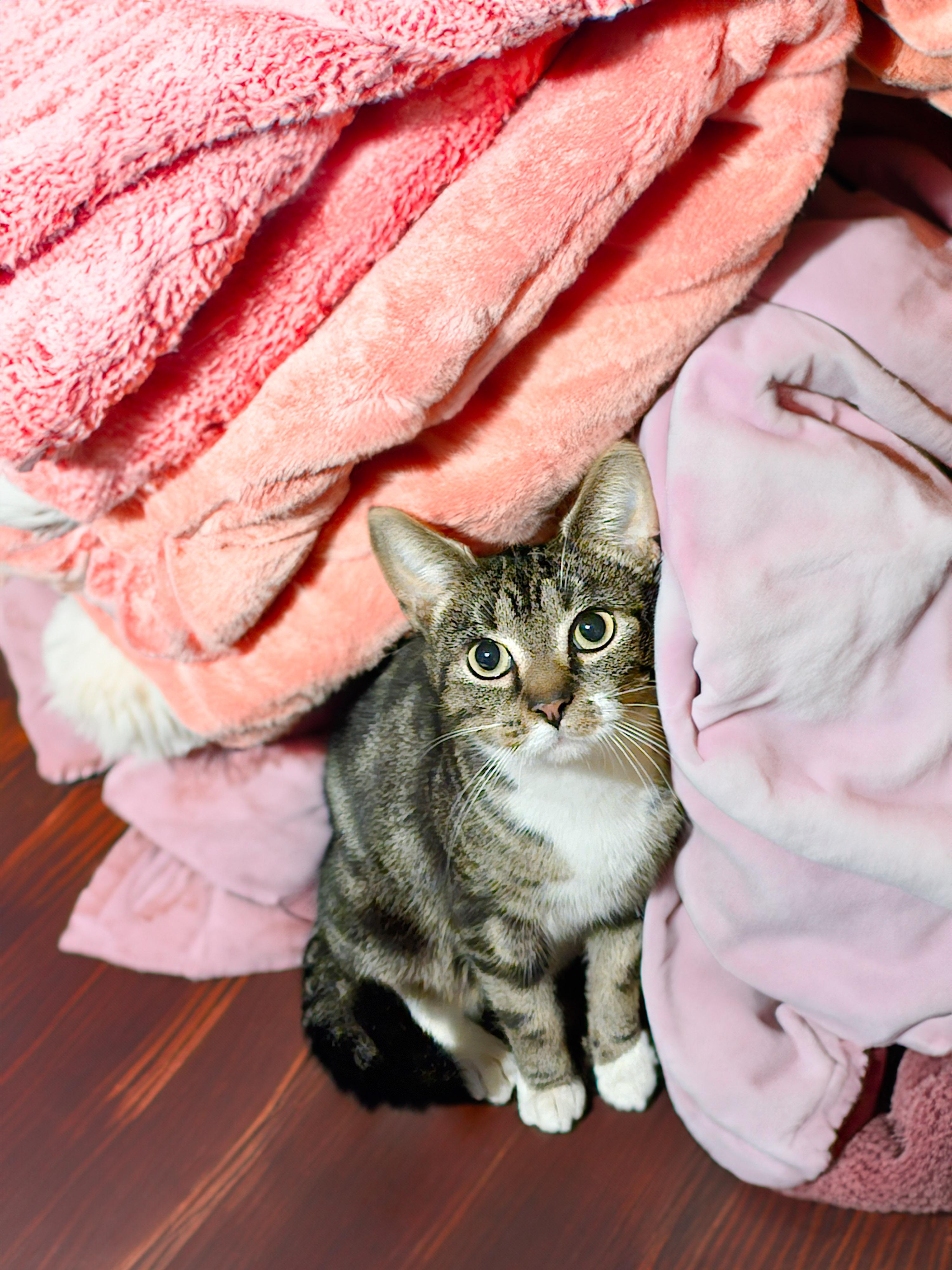 Enlarge Queen, a Adoptable Domestic Short Hair in Claridge, PA image 2/2