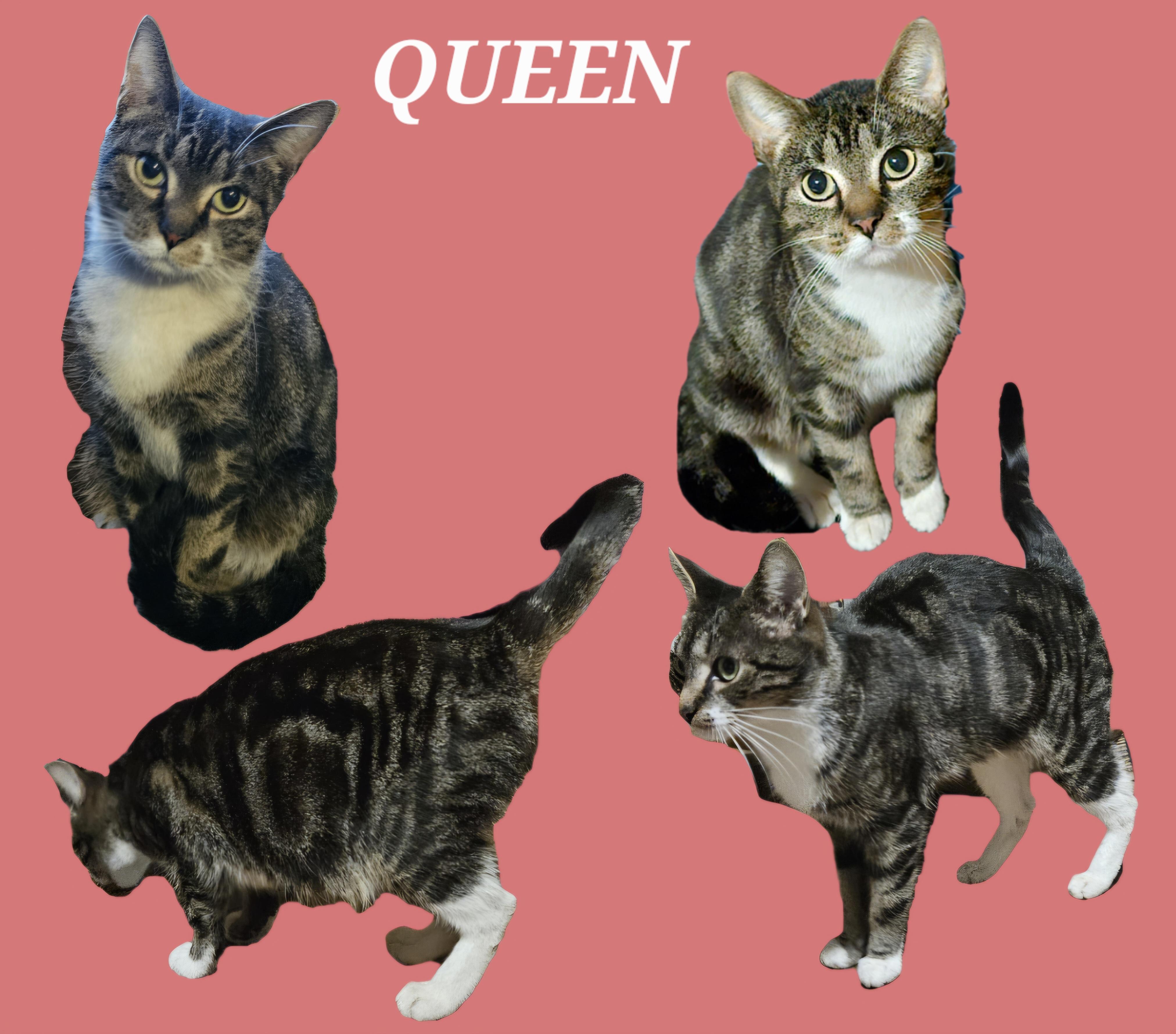 Queen, Adoptable, Young Female Domestic Short Hair.