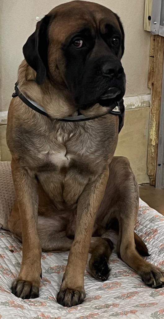 Enlarge Kingsley, a Adoptable Mastiff in Albion, NY image 2/2