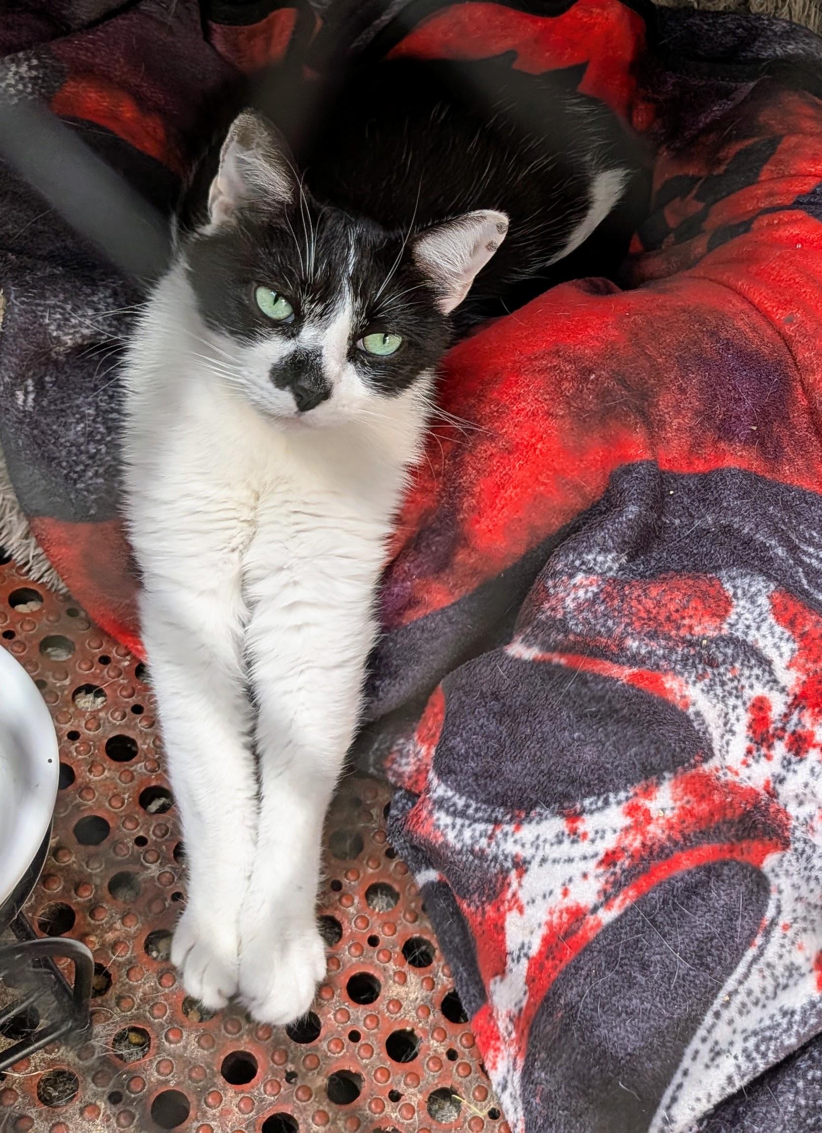 Tux (Courtesy Posting), a ADOPTABLE mixed breed in Hermosa Beach, CA image 2/2