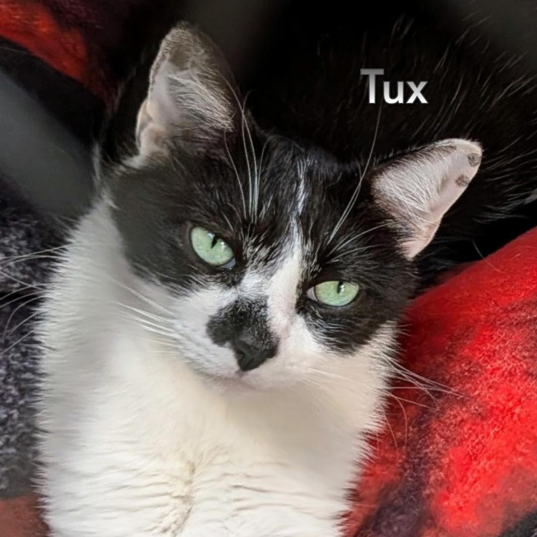 Tux (Courtesy Posting), ADOPTABLE, Adult Male Domestic Short Hair & American Shorthair.