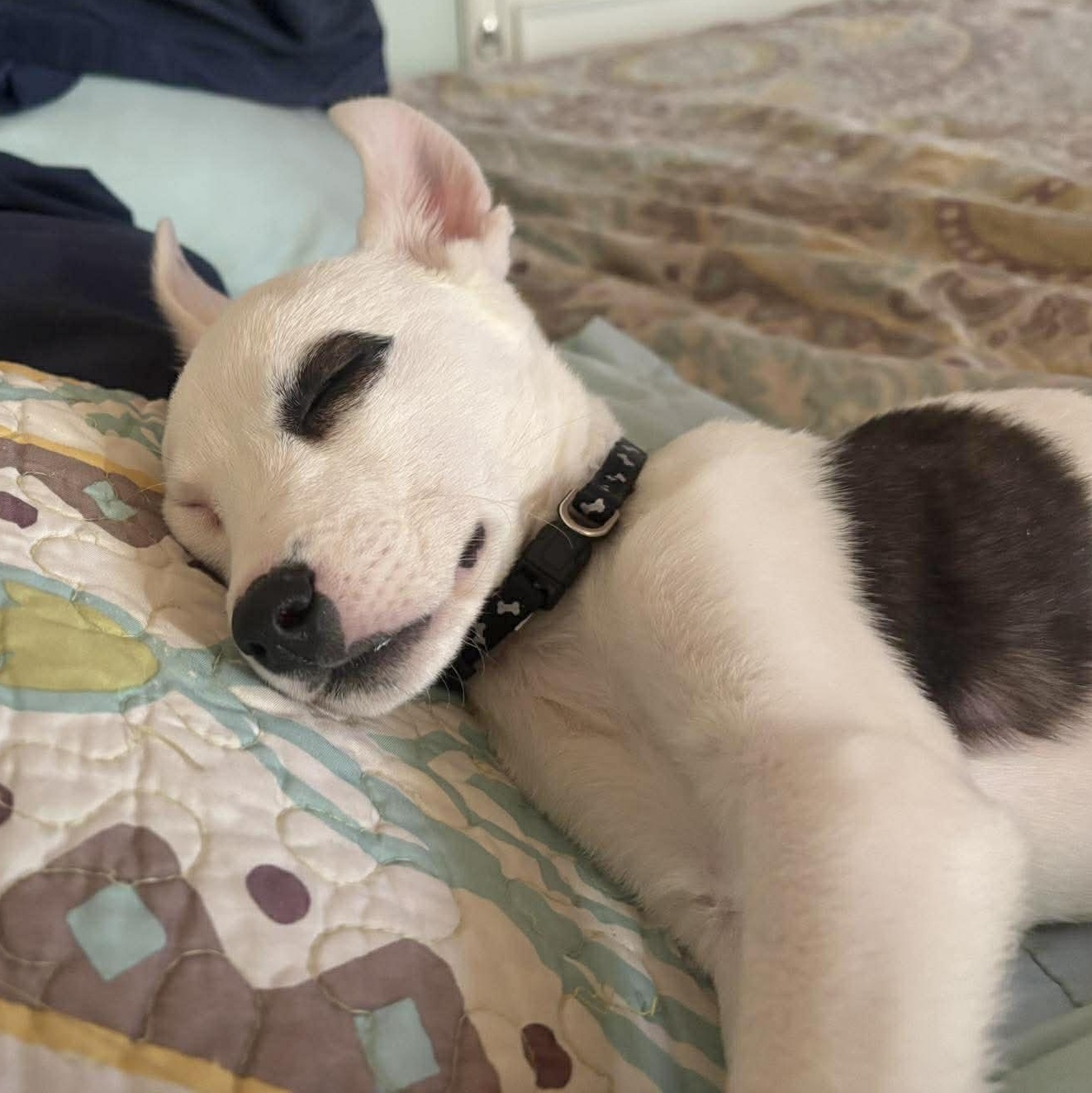 Enlarge Sephora, an adopted mixed breed in Kennewick, WA image 6/6