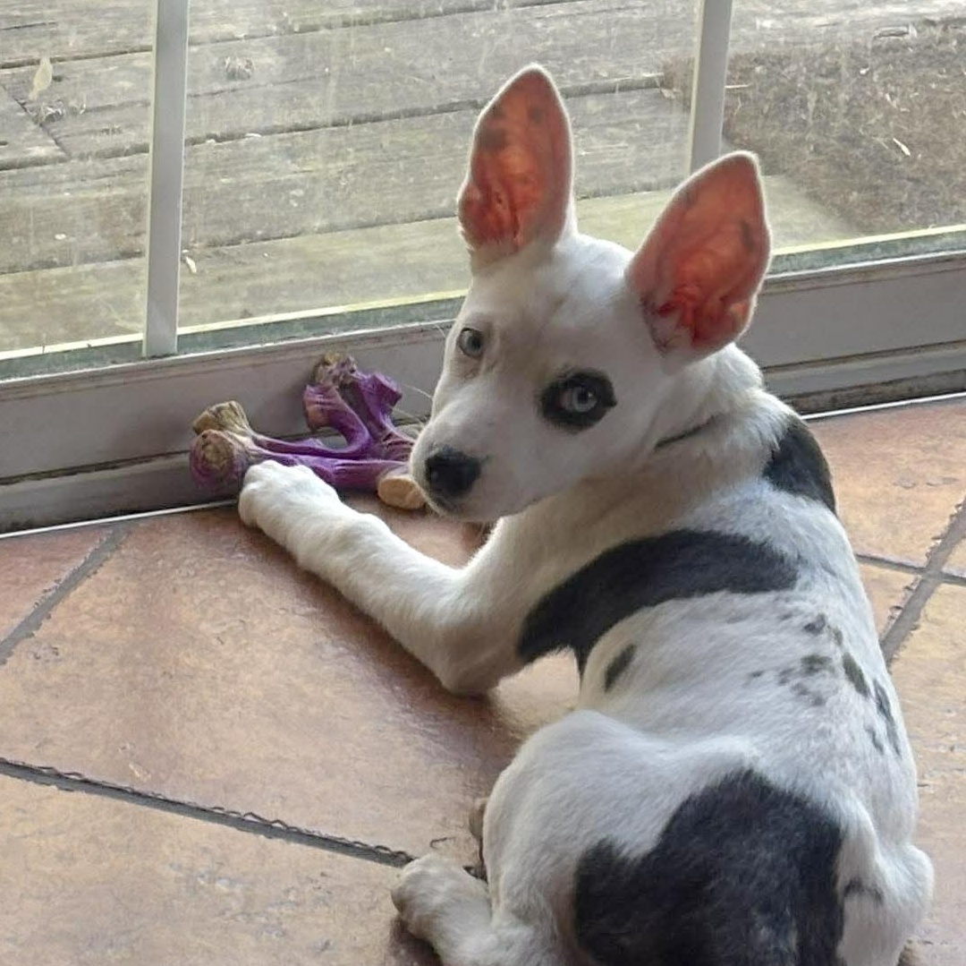 Enlarge Sephora, an adopted mixed breed in Kennewick, WA image 2/6