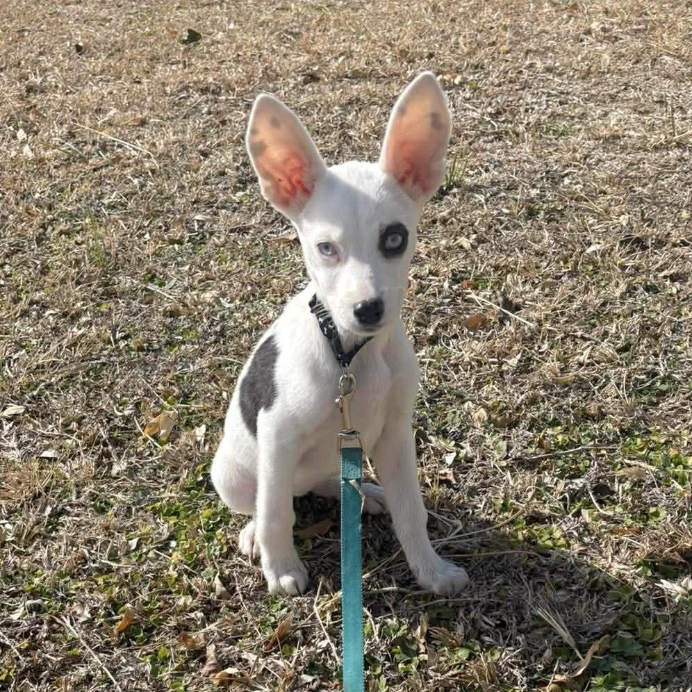 Enlarge Sephora, an adopted mixed breed in Kennewick, WA image 4/6