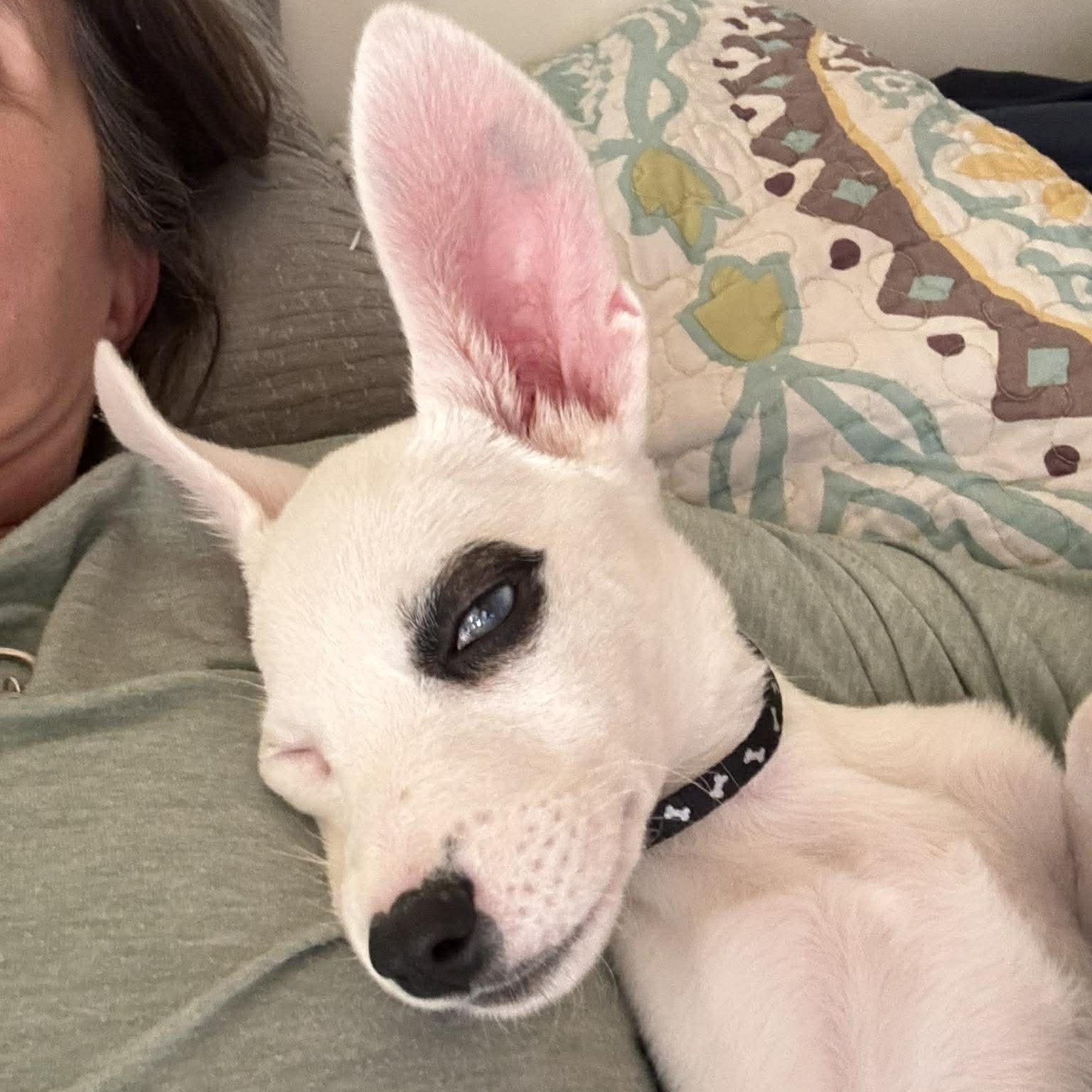 Sephora, adopted, Puppy Female Terrier & Australian Shepherd.