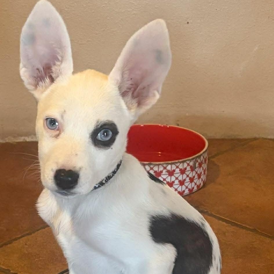 Enlarge Sephora, an adopted mixed breed in Kennewick, WA image 3/6