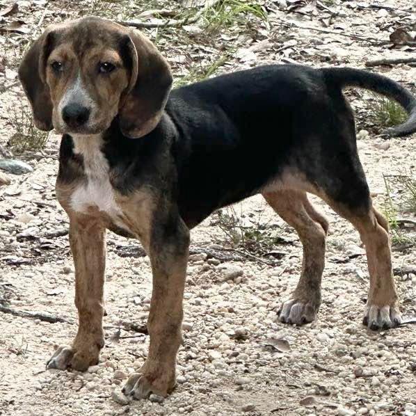 Enlarge Sylvie, a Adoptable mixed breed in Grand Bay, AL image 1/1