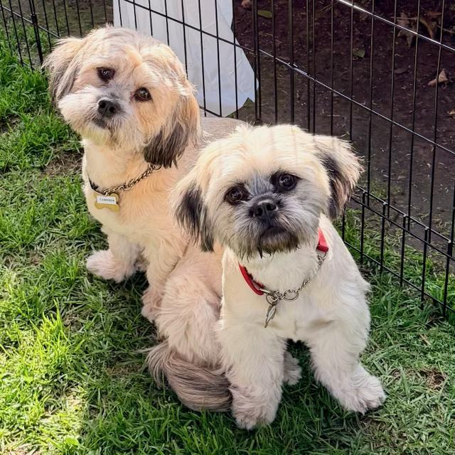 CAITLYN & CAMERON, Adoptable, Young Male Lhasa Apso & Shih Tzu.
