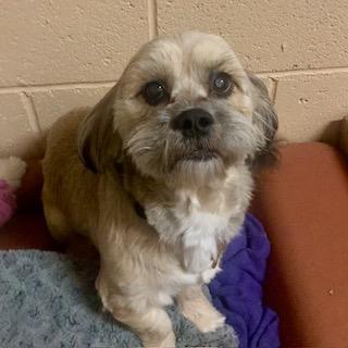 CAITLYN & CAMERON, a Adoptable mixed breed image 3/3