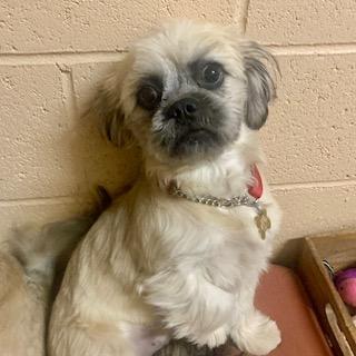 CAITLYN & CAMERON, a Adoptable mixed breed image 2/3