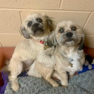 CAITLYN & CAMERON, Adoptable, Young Male Lhasa Apso & Shih Tzu.
