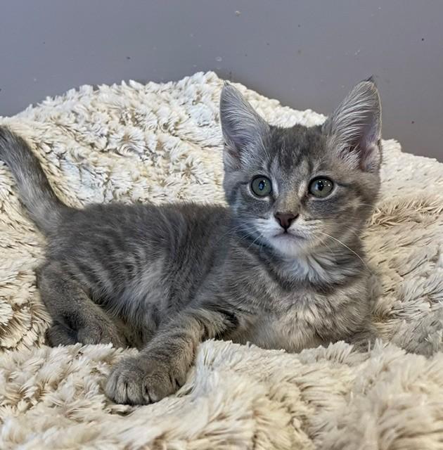 Enlarge Pippa (LE), a ADOPTABLE Domestic Short Hair in Little Falls, NJ image 2/3