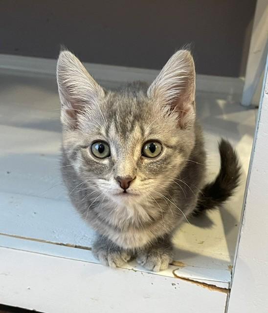 Pippa (LE), ADOPTABLE, Kitten Female Domestic Short Hair.