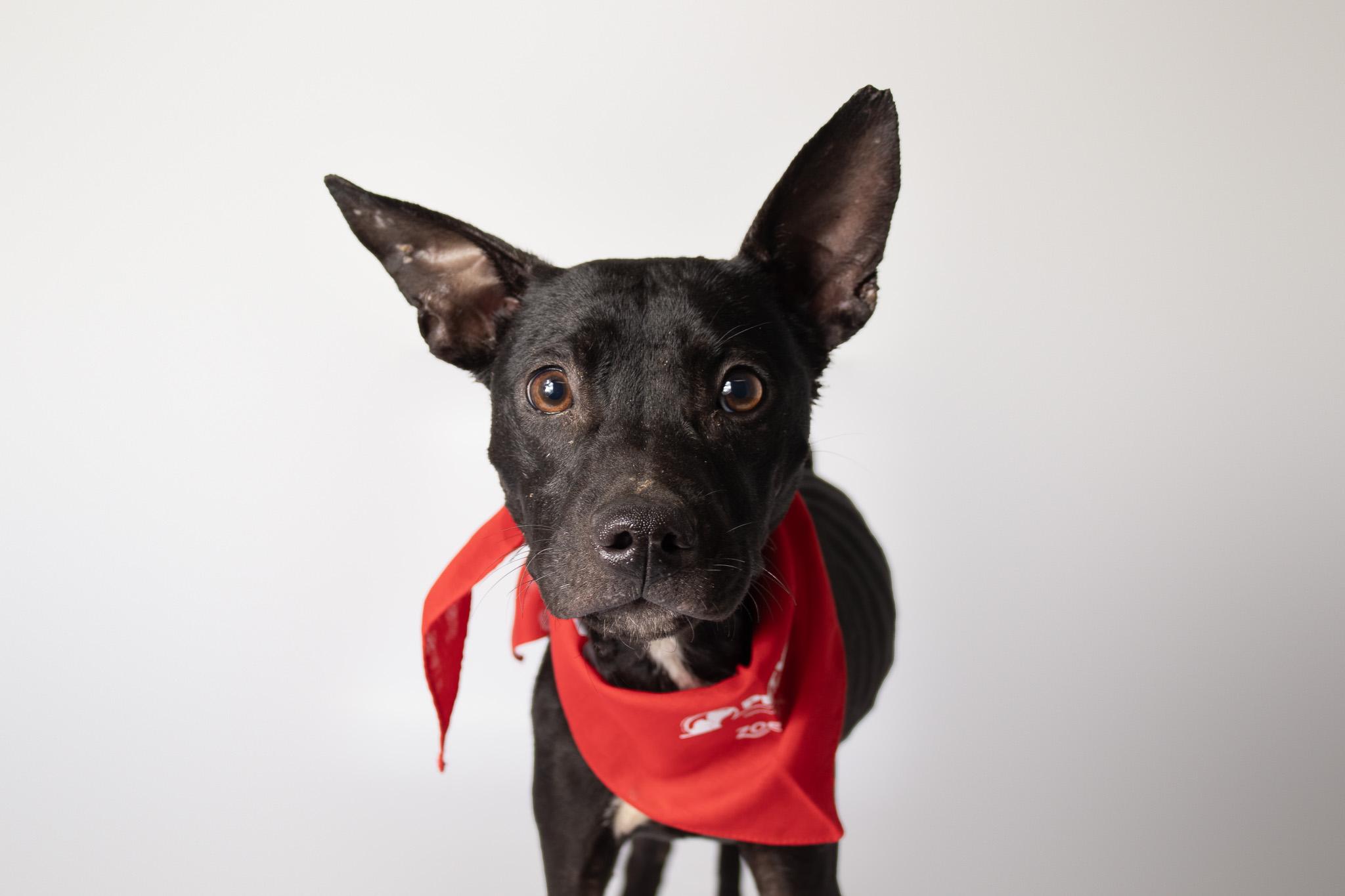 Enlarge Kirby , an adopted mixed breed in Plaquemine, LA image 1/2