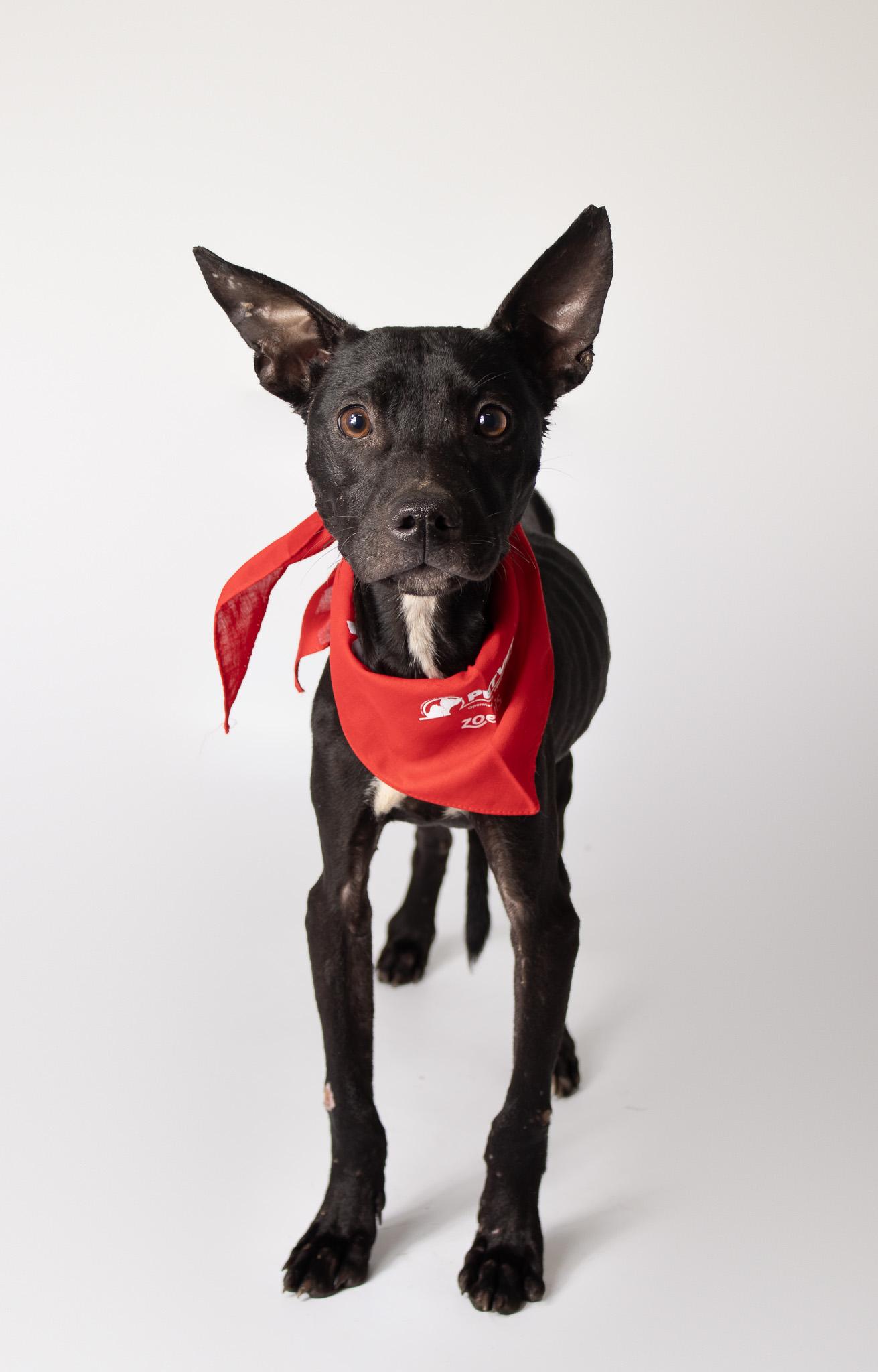 Enlarge Kirby , an adopted mixed breed in Plaquemine, LA image 2/2