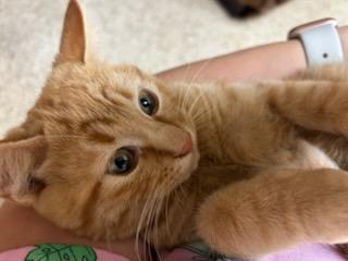 Marmalade, an adopted Domestic Short Hair in Oklahoma City, OK image 3/5