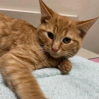 Marmalade, Adoptable, Kitten Male Domestic Short Hair.