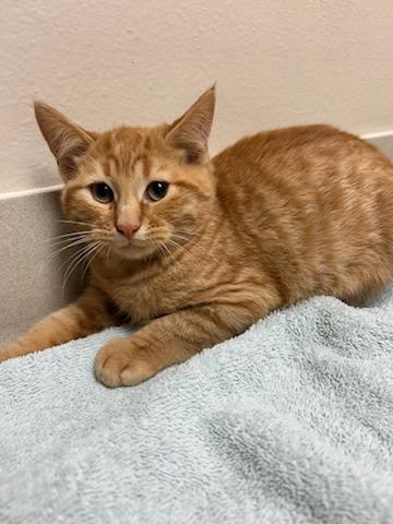 Marmalade, an adopted Domestic Short Hair in Oklahoma City, OK image 4/5