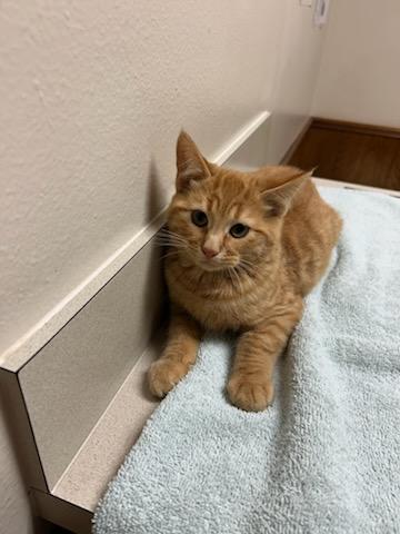 Marmalade, an adopted Domestic Short Hair in Oklahoma City, OK image 5/5