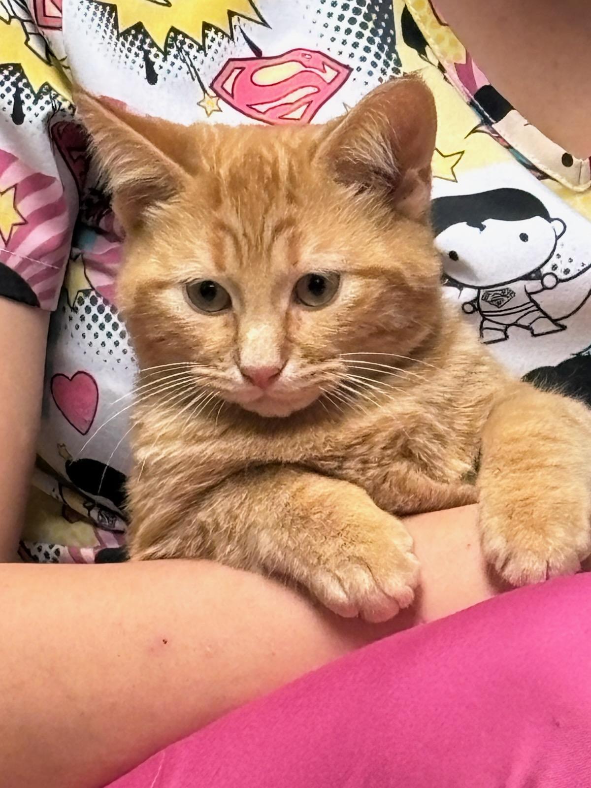Marmalade, an adopted Domestic Short Hair in Oklahoma City, OK image 1/5