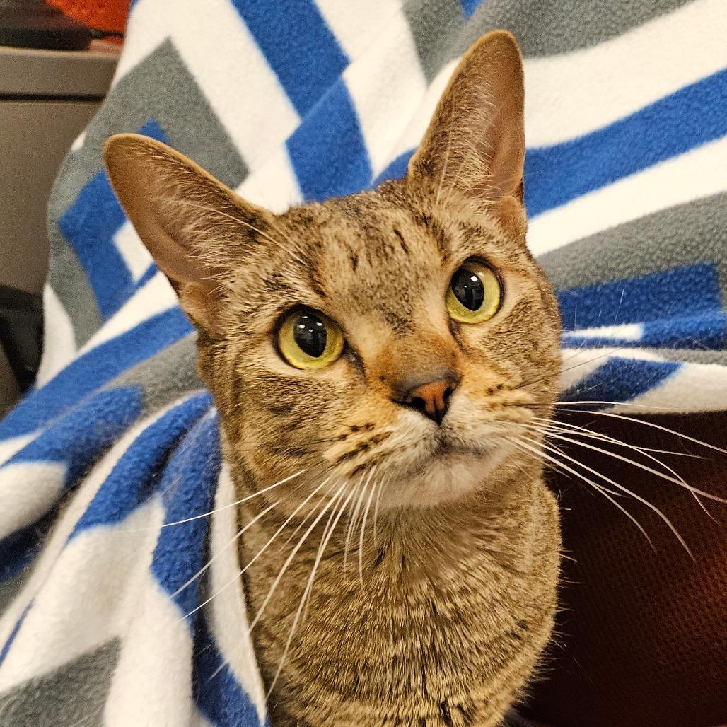 Chica (Little One), Adoptable, Adult Female Domestic Short Hair.