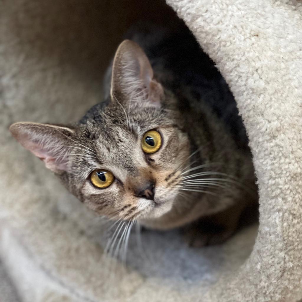 Enlarge Chica (Little One), a Adoptable Domestic Short Hair in Sarasota, FL image 2/6