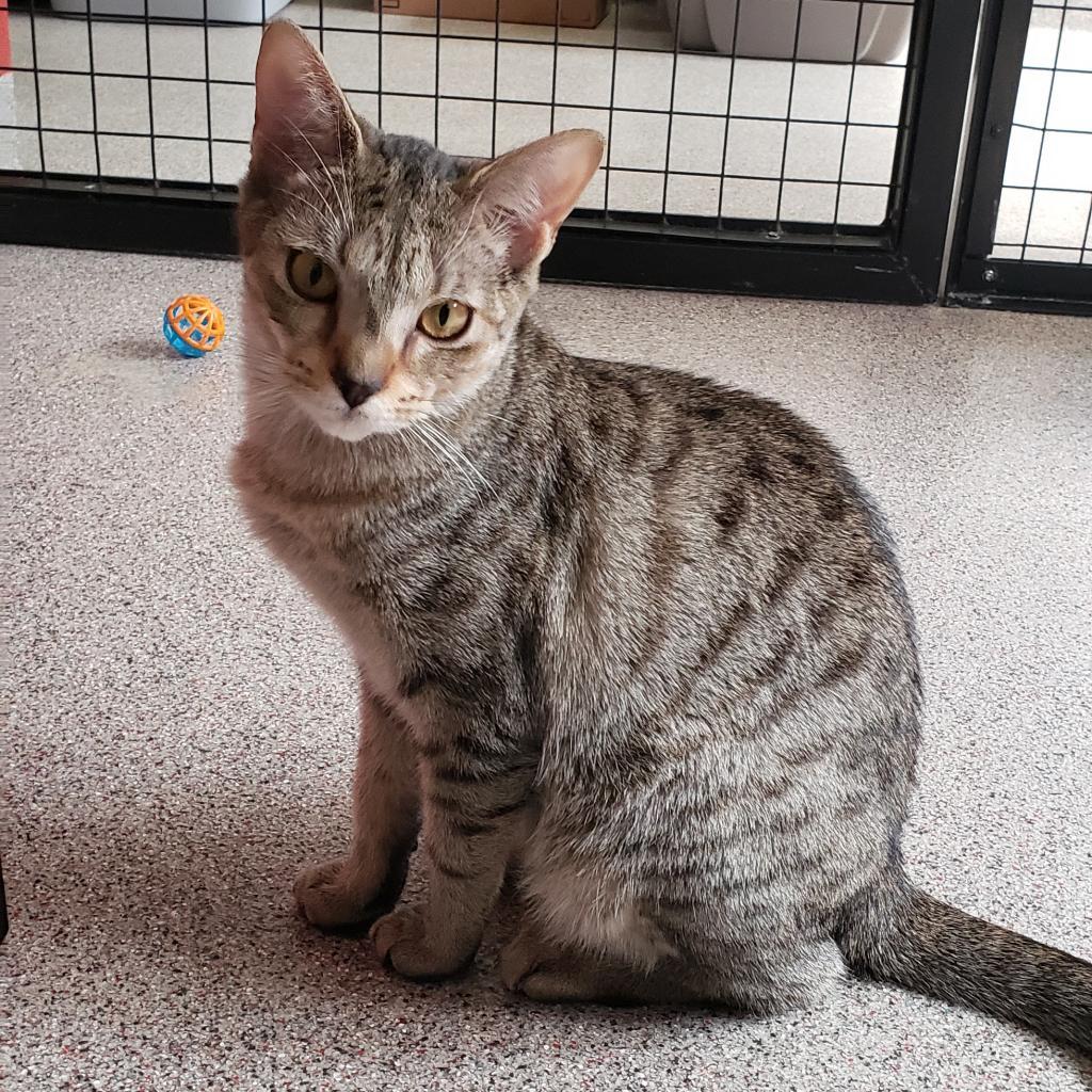 Enlarge Chica (Little One), a Adoptable Domestic Short Hair in Sarasota, FL image 3/6