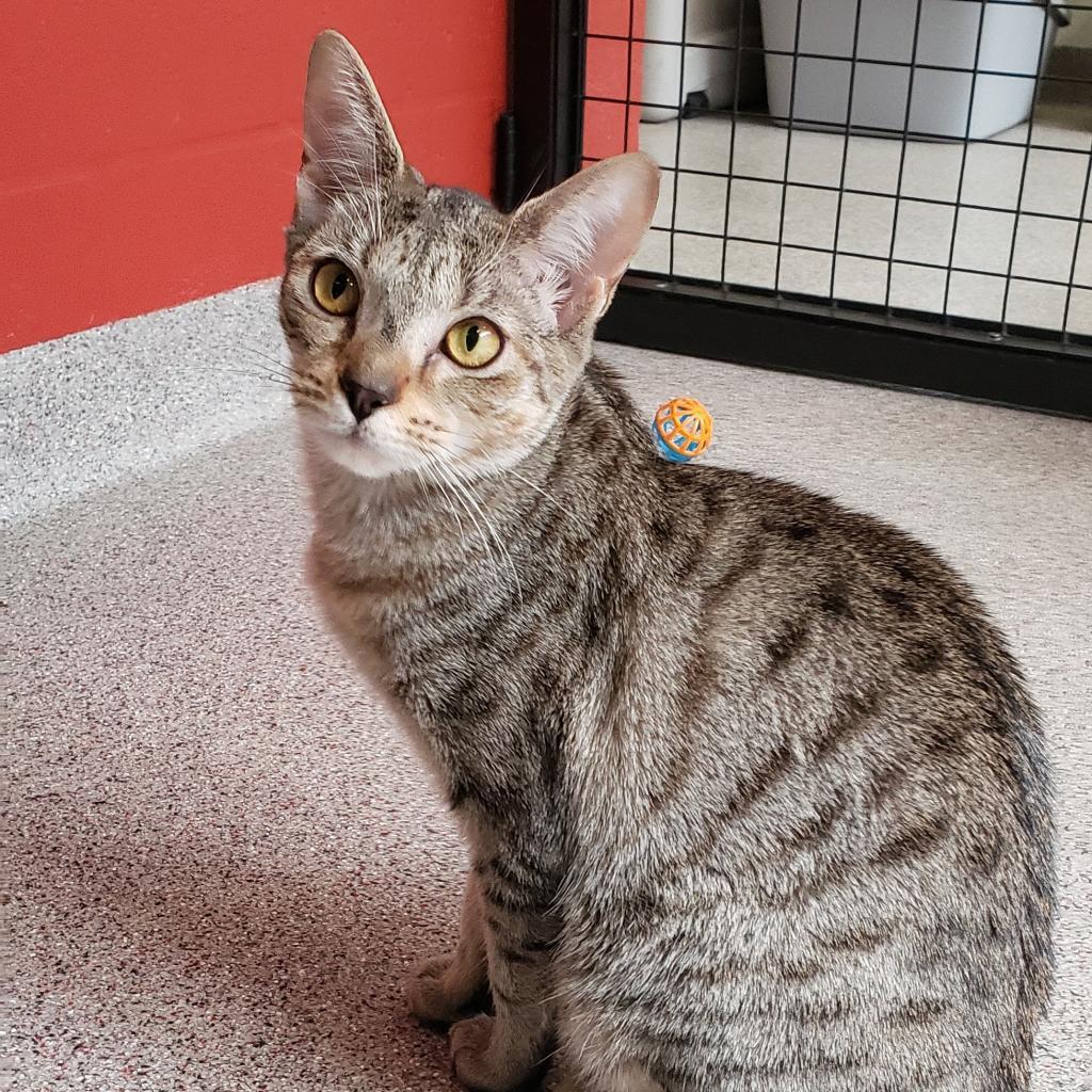 Enlarge Chica (Little One), a Adoptable Domestic Short Hair in Sarasota, FL image 4/6