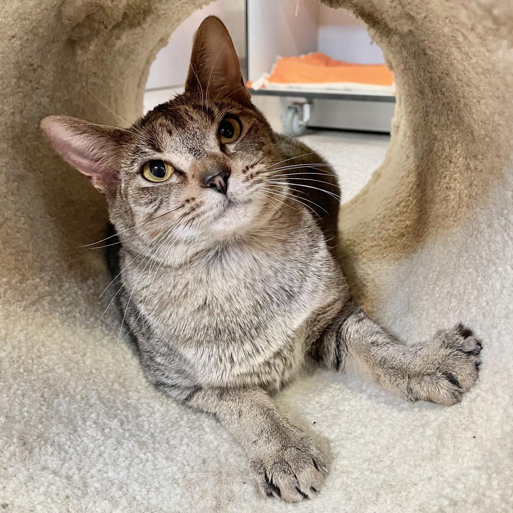 Enlarge Chica (Little One), a Adoptable Domestic Short Hair in Sarasota, FL image 6/6