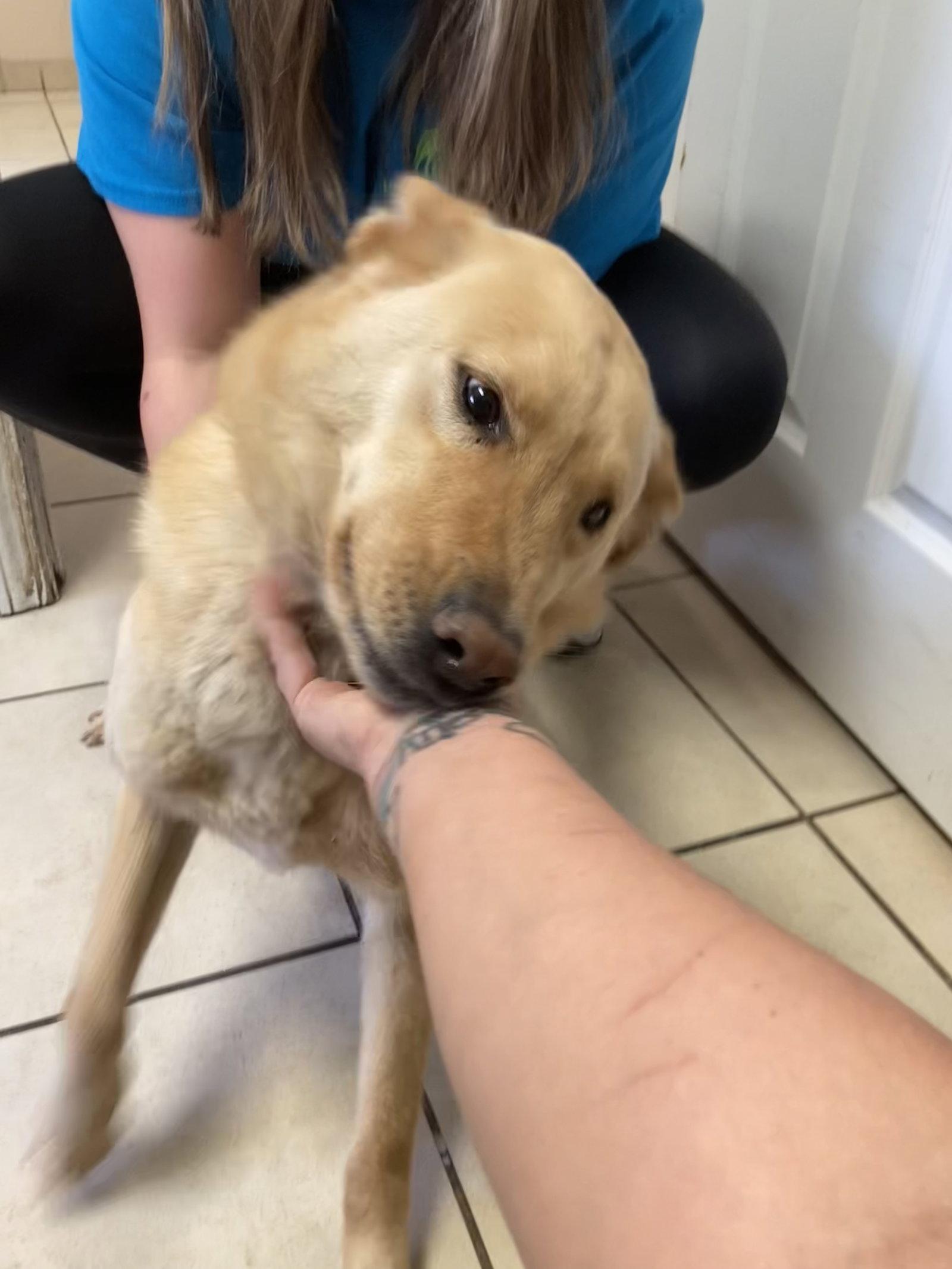 Sam(antha), Adoptable, Adult Female Shepherd.