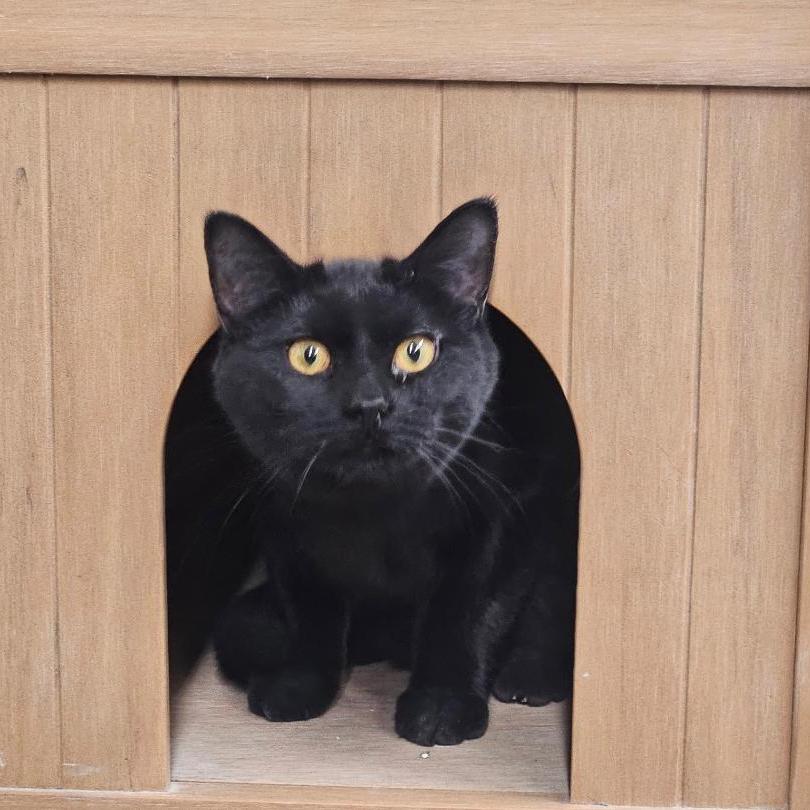 Foxtrot, ADOPTABLE, Young Female Domestic Short Hair.