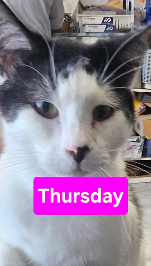 Enlarge Thursday, a Adoptable mixed breed in Manteca, CA image 1/3