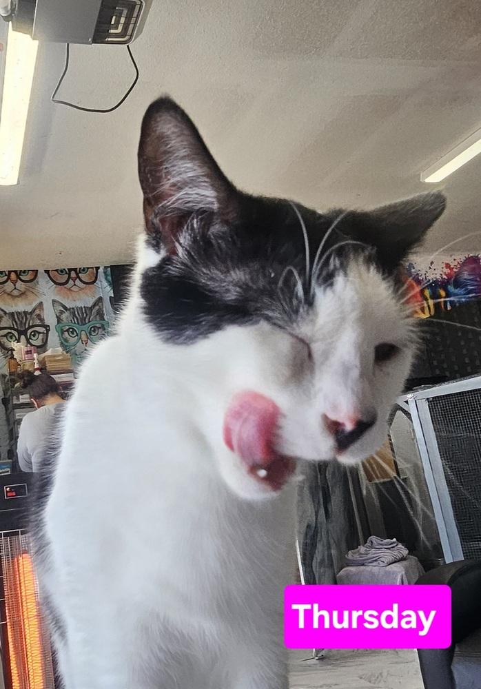 Enlarge Thursday, a Adoptable mixed breed in Manteca, CA image 2/3