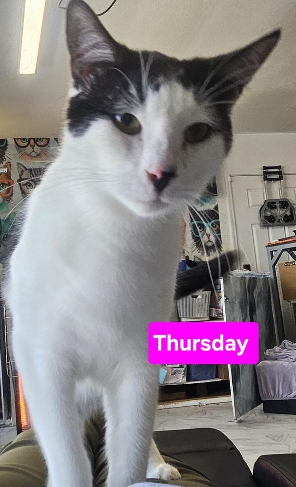 Enlarge Thursday, a Adoptable mixed breed in Manteca, CA image 3/3