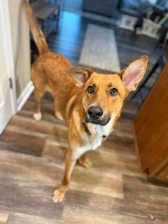 Merv, a ADOPTABLE mixed breed in Manhasset, NY image 2/6