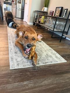 Merv, a ADOPTABLE mixed breed in Manhasset, NY image 4/6