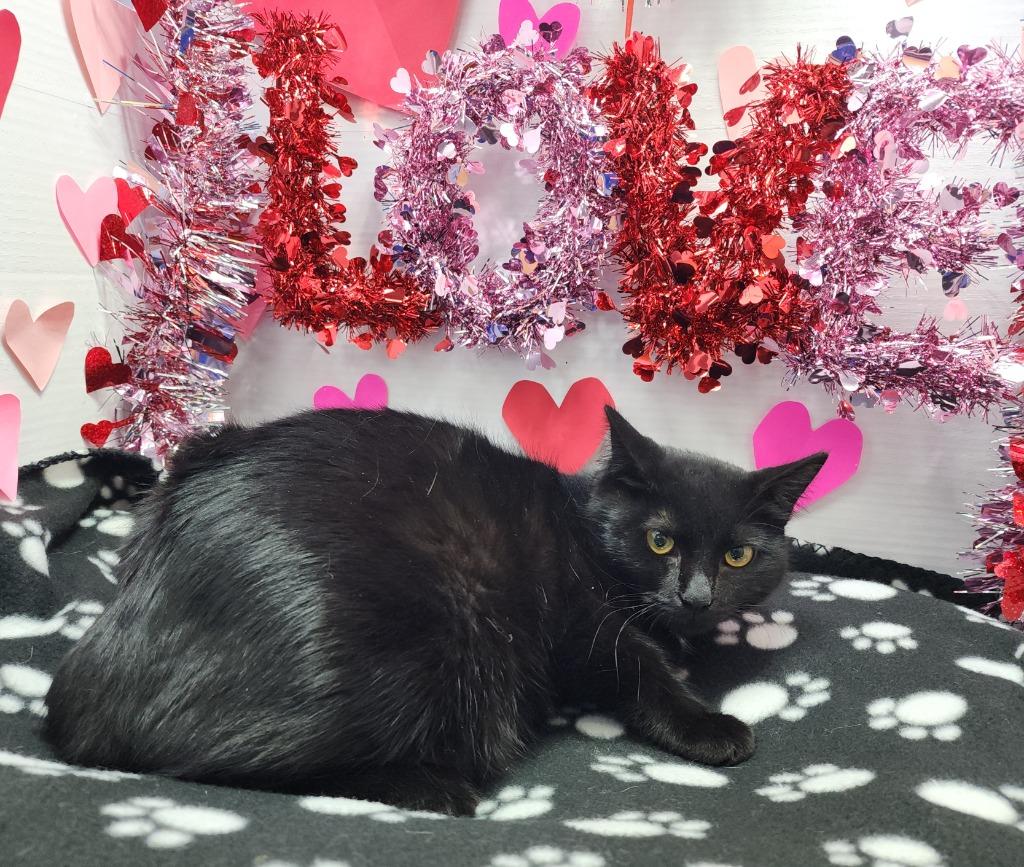 Enlarge Thelma, a Adoptable mixed breed in Washington Court House, OH image 1/1