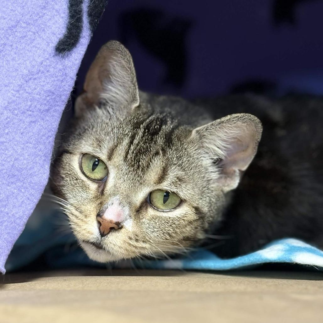 Mia, a Adoptable Domestic Short Hair in Greenville, SC image 1/3