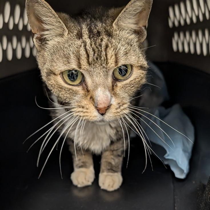Mia, Adoptable, Senior Female Domestic Short Hair.