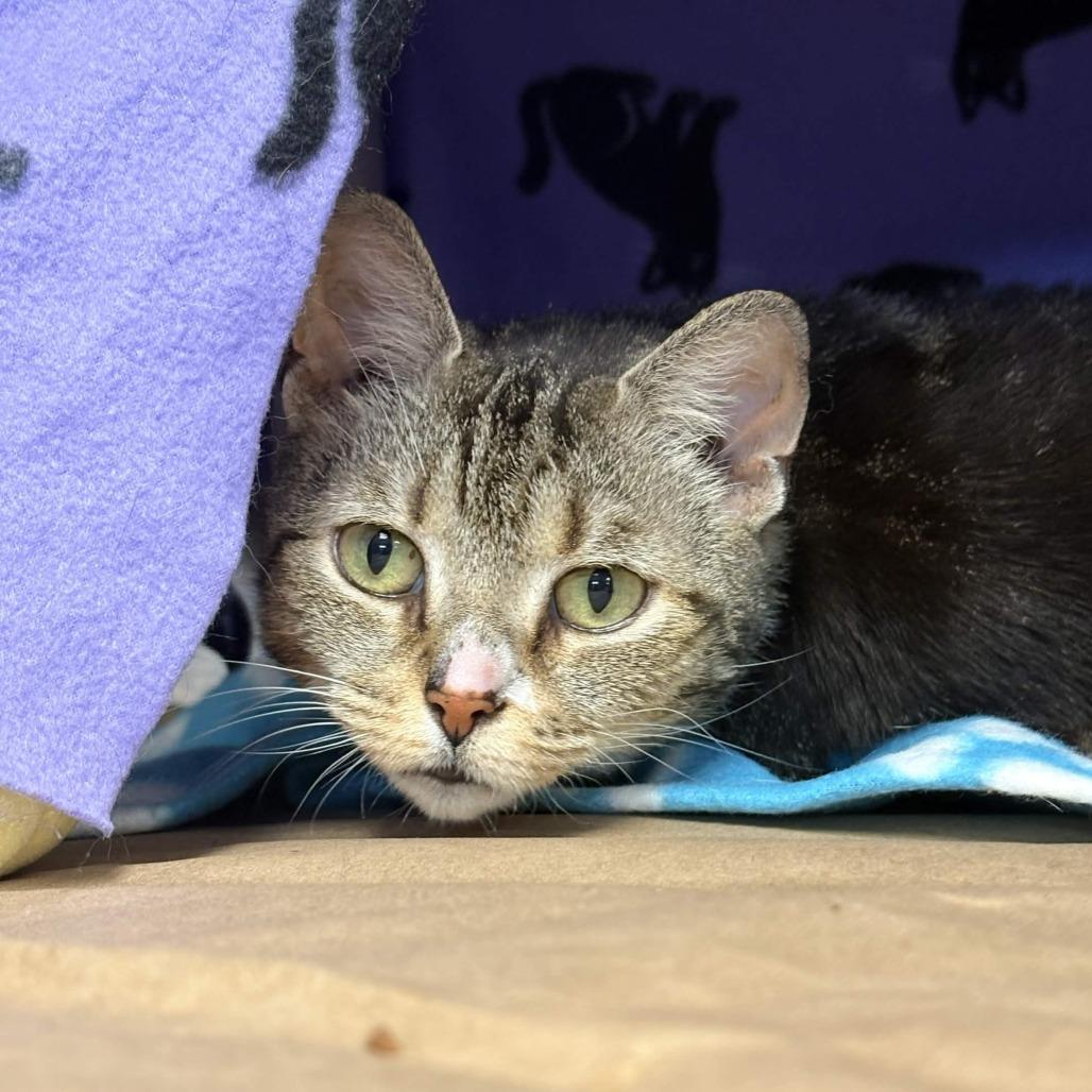 Mia, a Adoptable Domestic Short Hair in Greenville, SC image 3/3