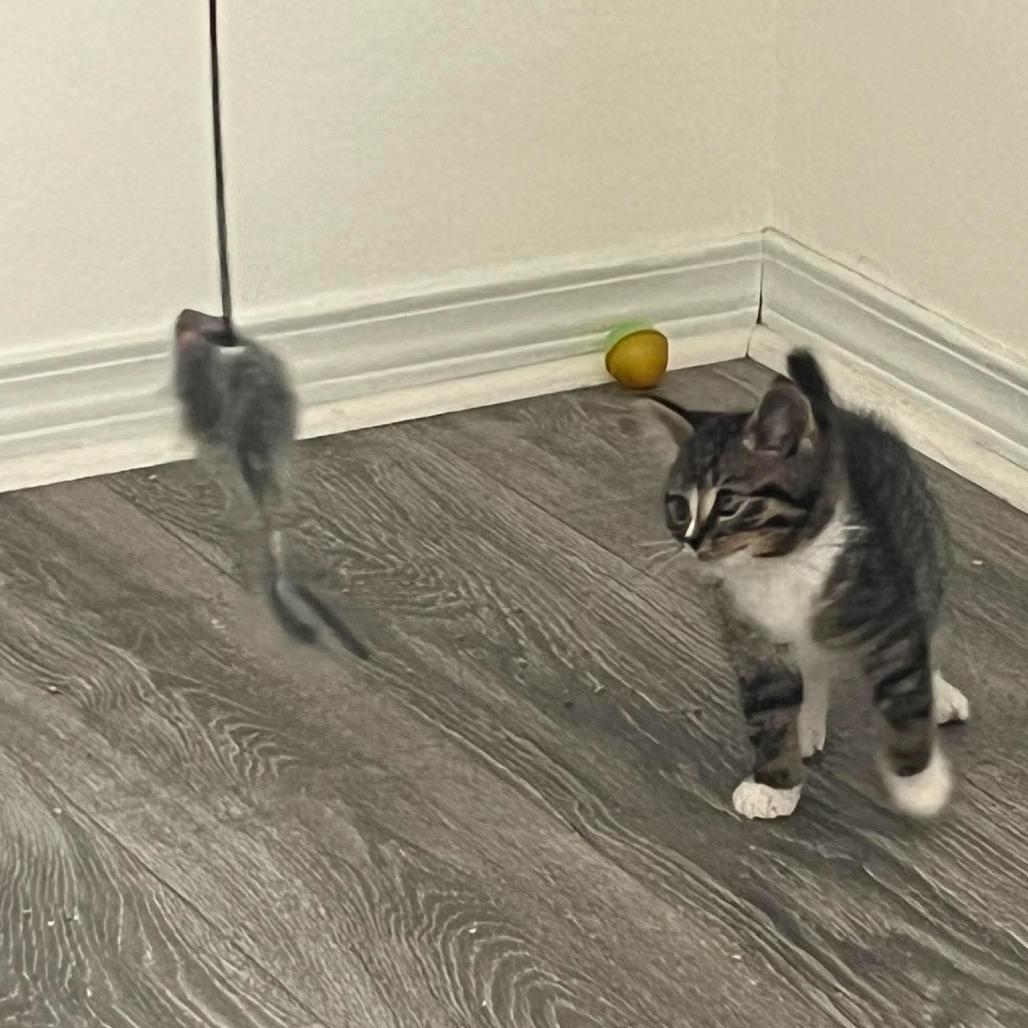 Blinky, a Adoptable Domestic Short Hair in Ferndale, WA image 1/2