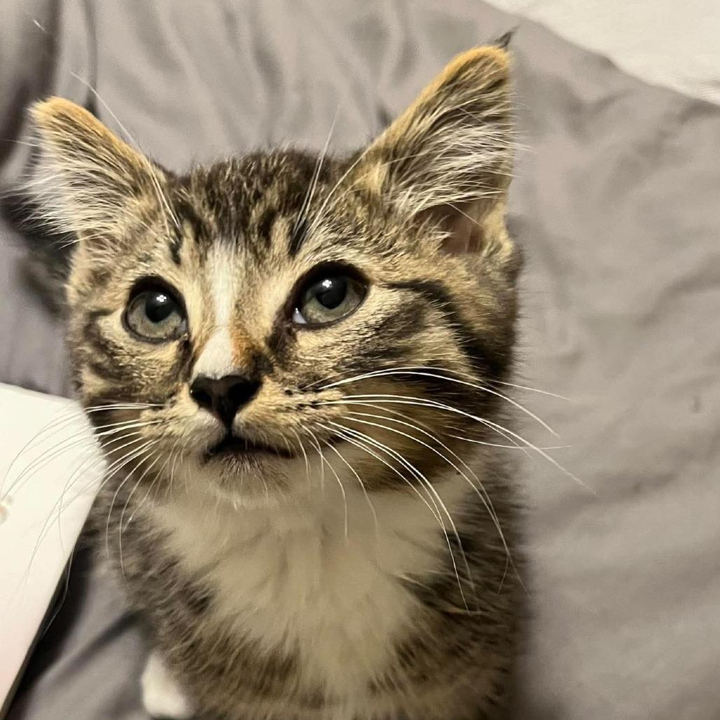 Blinky, a Adoptable Domestic Short Hair in Ferndale, WA image 2/2