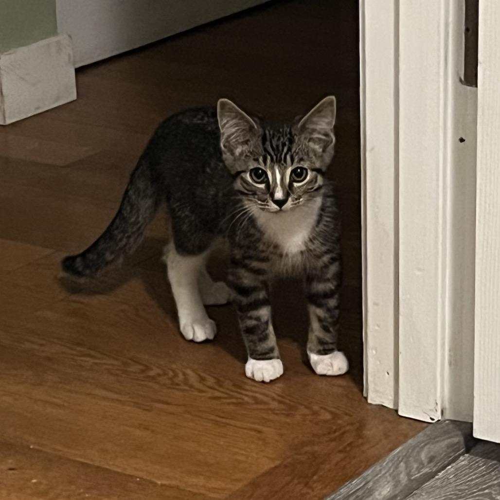 Enlarge Blinky, a Adoptable Domestic Short Hair in Ferndale, WA image 3/4
